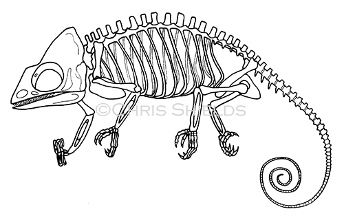 Illustration of Chameleon Skeleton (Chamaeleo chamaeleon) (#1440)