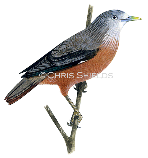 Illustration of Chestnut-tailed Starling adult male (Sturnia malabarica malabarica) (#1669)