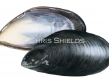 Illustration of Chilean mussel (Mytilus chilensis) (#4669)