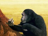 Illustration of Chimpanzee (Pan troglodytes) (#0487)