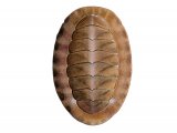 Illustration of Chiton (Callochiton septemvalvis) (#4260)