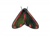 Illustration of Cinnabar Moth (Tyria jacobaeae) (#1736)