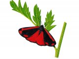 Illustration of Cinnabar Moth (Tyria jacobaeae) (#2152)
