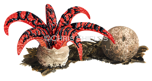 Illustration of Clathrus archeri (Devils Fingers) (#1936)