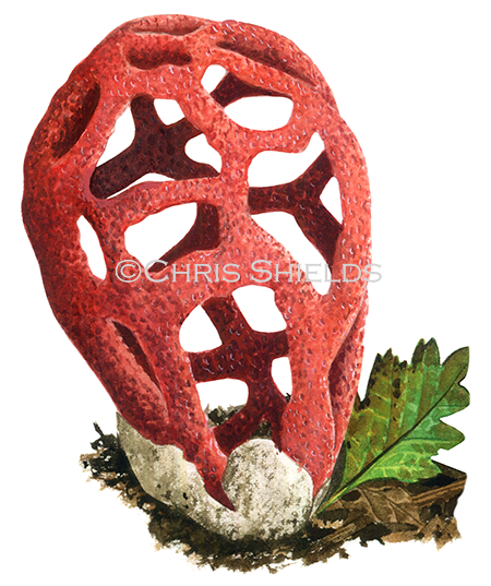 Illustration of Clathrus rubra (Red Cage) (#1937)
