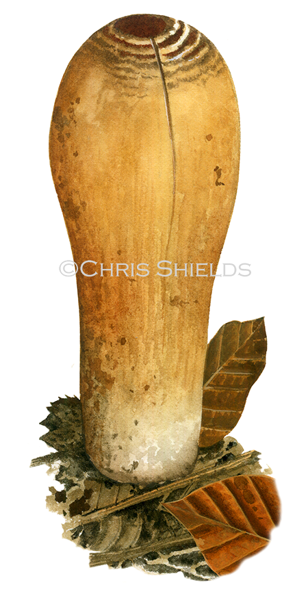 Illustration of Clavariadelphus pistillaris (Giant Club) (#4457)