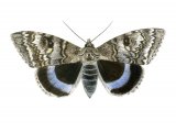 Illustration of Clifden Nonpareil (Catocala fraxini) (#1552)