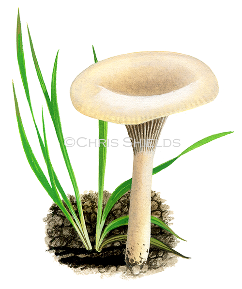 Illustration of Clitocybe agrestis (#4020)