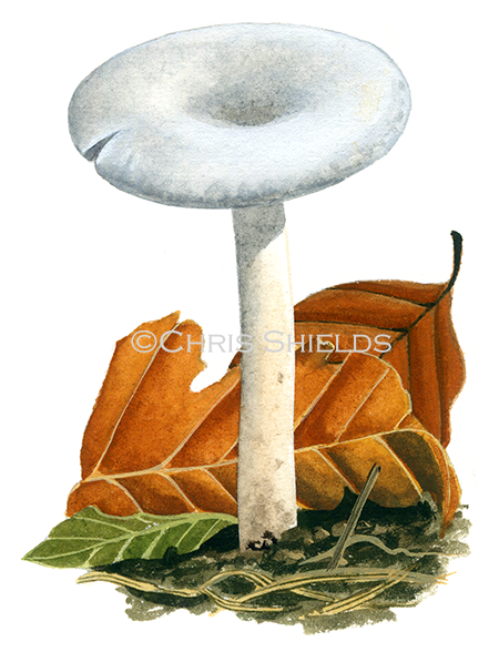Illustration of Clitocybe candicans (#4003)