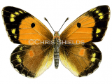 Illustration of Clouded Yellow (female) Colias croceus (#1452)