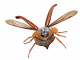 Illustration of Cockchafer (Melolontha melolontha) (#0936)