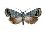 Illustration of Codlin Moth (Cydia pomonella) (#1680)