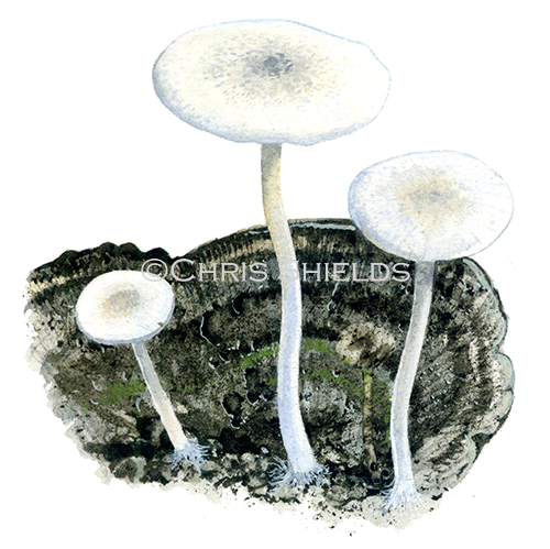 Illustration of Collybia (Collybia) cirrhata (Piggyback Shanklet) (#4021)