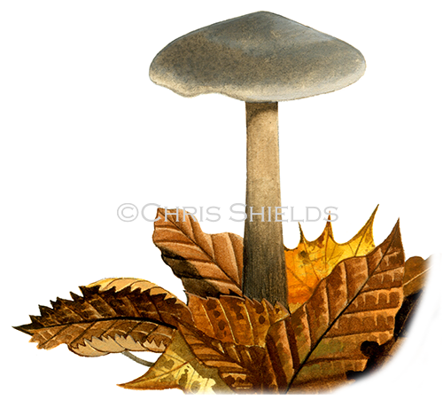 Illustration of Collybia (Rhodocollybia) butyracea var. asema (#4042)