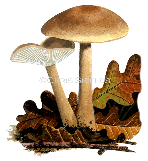 Illustration of Collybia drophila (Gymnopus dryophilus) (Russet Toughshank) drophila (Gymnopus dryophilus) (Russet Toughshank) FU014 (#4039)
