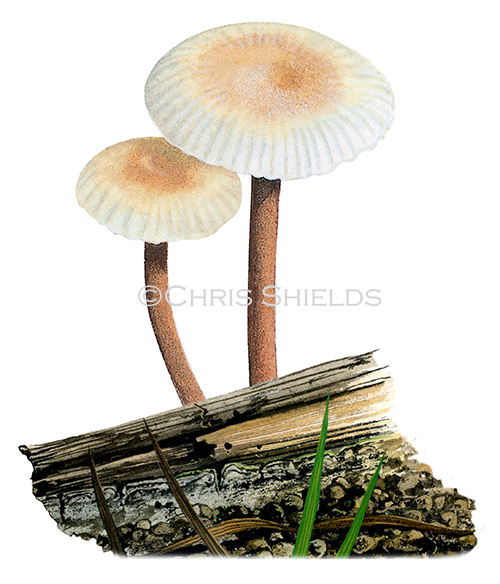 Illustration of Collybia inodora (Gymnopus inodorus) (#4043)