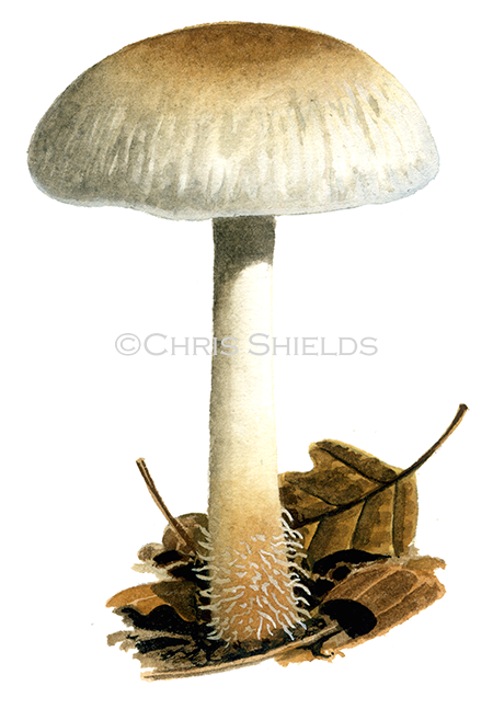 Illustration of Collybia peronata (Gymnopus peronatus) (Wood Woolyfoot). (#4034)
