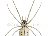 Illustration of Common Candy-Striped Spider (Entoptognatha ovata) (#2897)