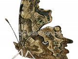 Illustration of Comma (Polygonia c-album) (#1366)