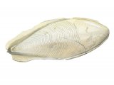 Illustration of Cuttlefish Bone (Common) Sepia officinalis (#2331)