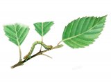 Illustration of Common Emerald Moth Caterpillar (Hemithea aestivaria) (#2528)
