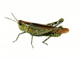 Illustration of Common Field Grasshopper (Chorthippus vagans) (#0549)