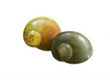 Illustration of Flat Periwinkle (Littorina obtusata) (#1913)