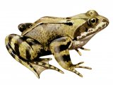 Illustration of Common Frog (Rana temporaria) (#3190)