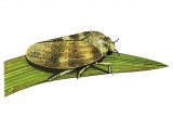 Illustration of Common Froghopper (Philaenus spumarius) (#1256)