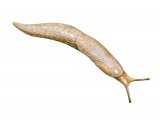 Illustration of Slug (Common Grey Field) Deroceras reticulatum (#2669)