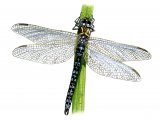Illustration of Dragonfly (Common Hawker) Aeshna juncea (#1278)