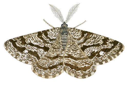 Illustration of Common Heath (Ematurga atomaria) (#4401)