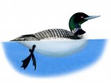 Illustration of Common Loon (Gavia immer) (#3781)