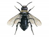 Illustration of Common Mourning Bee (Melecta albifrons) (#3775)