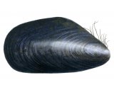 Illustration of Mussel (Common) Mytilus edulis (#0640)