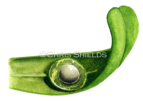 Illustration of Common Newt Egg (Lissotriton vulgaris) (#3096)