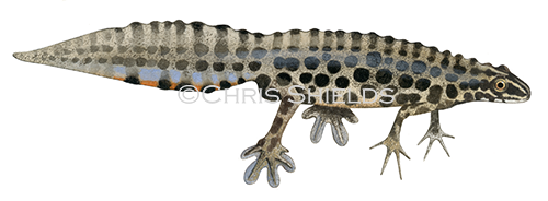 Illustration of Common Newt male (Lissotriton vulgaris) (#3091)