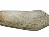 Illustration of Common Piddock (Pholas dactylus) (#4090)