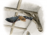 Illustration of Common Pipistrelle Bat (Pipistrellus pipistrellus) (#4680)
