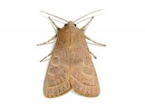 Illustration of Common Quaker (Orthosia cerasi) (#2117)