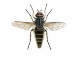 Illustration of Common Stiletto Fly (Thereva nobilitata) (#2531)