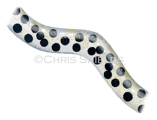 Illustration of Common Toadspawn (Bufo bufo) (#3098)