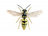 Illustration of Common Wasp worker (Vespula vulgaris) (#3167)
