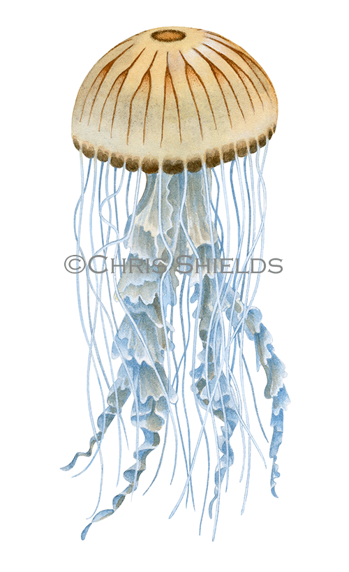 Illustration of Compass Jellyfish (Chrysaora hysoscella) (#4595)