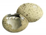 Illustration of Coot egg predated (Fulica atra) (#1043)
