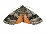 Illustration of Copper Underwing (Amphipyra pyramidea) (#2463)