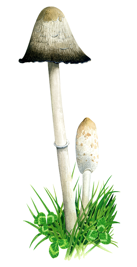 Illustration of Coprinus comatus (Shaggy Ink Cap) (#4459)