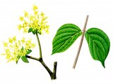 Illustration of Cornelian Cherry (Cornus mas) (#3236)