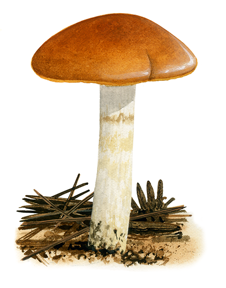 Illustration of Cortinarius mucosus (Orange-Webcap) (#4463)