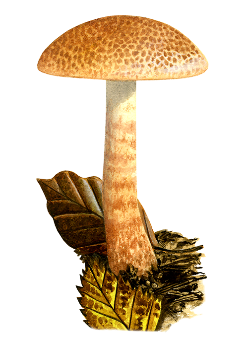 Illustration of Cortinarius bolartis (Dappled Webcap) (#4458)